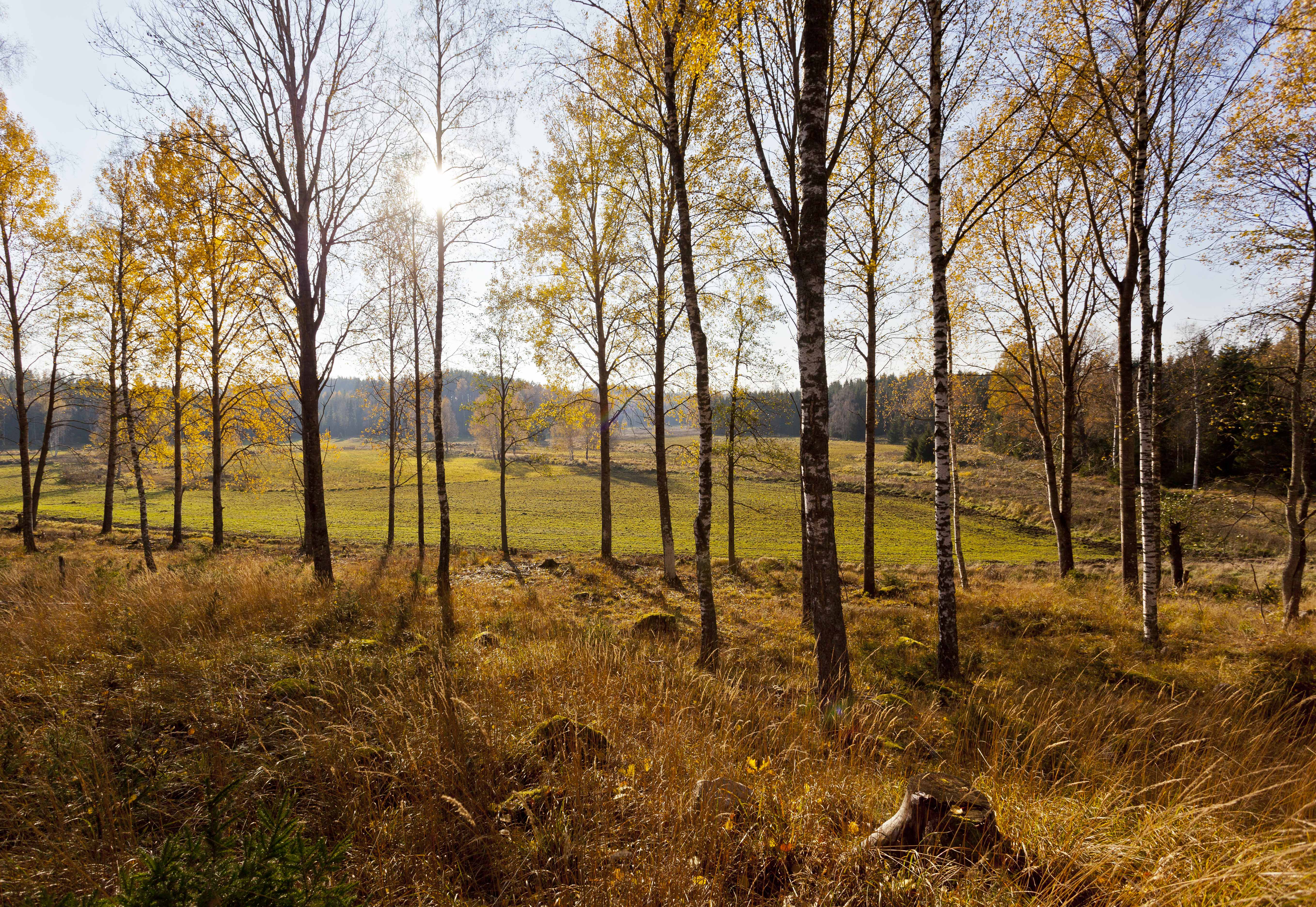Förhandsvisning av bild