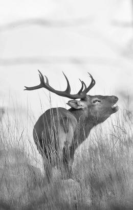 Förhandsvisning av bild