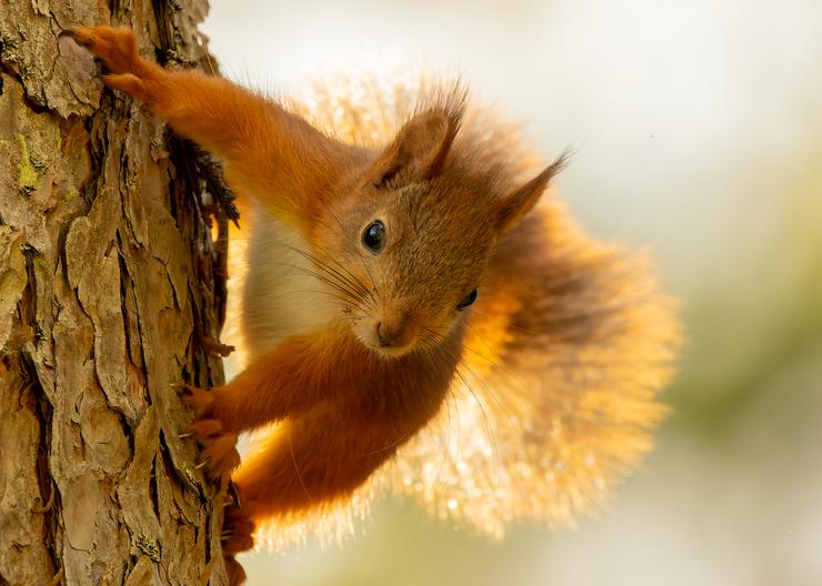 Förhandsvisning av bild