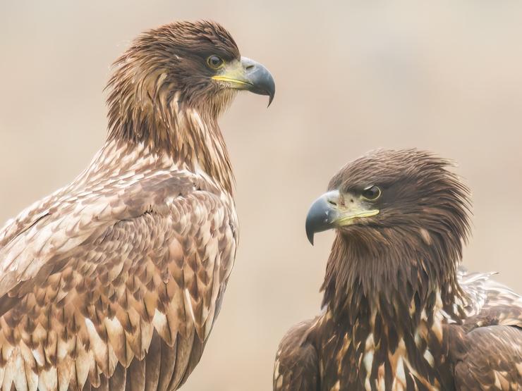 Förhandsvisning av bild